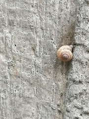 Xeroplexa intersecta