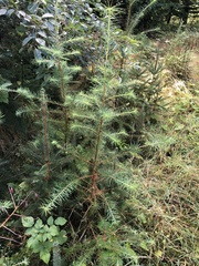 Picea sitchensis