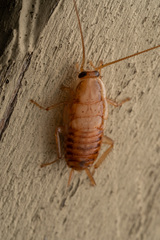 Blattodea
