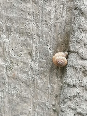 Xeroplexa intersecta