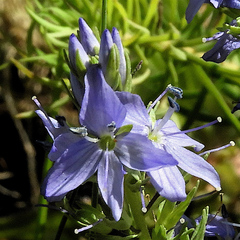 Veronica teucrium