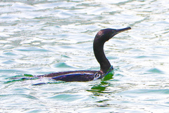 Phalacrocorax nigrogularis