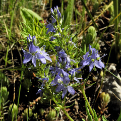 Veronica teucrium