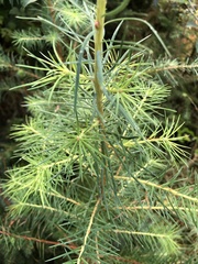 Picea sitchensis
