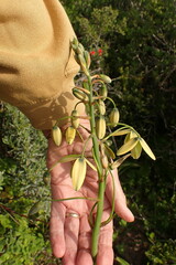 Albuca
