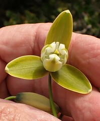 Albuca