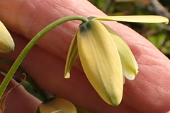 Albuca