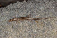 Cryptoblepharus