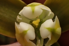 Albuca
