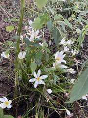 Zephyranthes candida