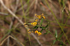 Daviesia umbellulata