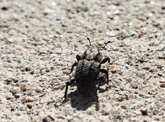 Sphenophorus cariosus