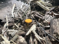Pluteus chrysophlebius