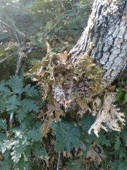 Lobaria