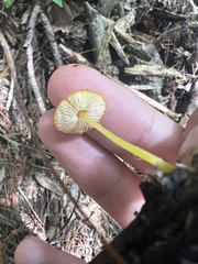 Pluteus chrysophlebius