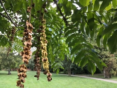 Pterocarya fraxinifolia