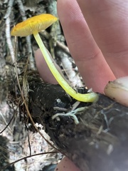 Pluteus chrysophlebius