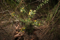 Daviesia umbellulata