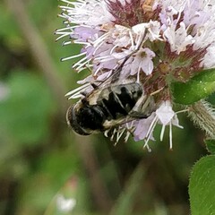 Eristalinus sepulchralis