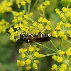 Tenthredo marginella