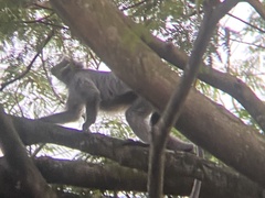 Trachypithecus selangorensis