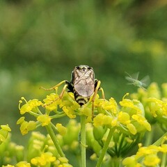 Tenthredo marginella