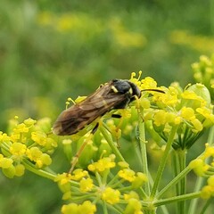 Tenthredo marginella