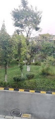 Cinnamomum yabunikkei