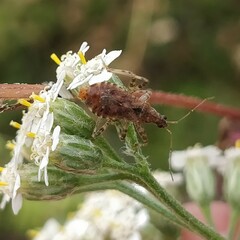 Himacerus mirmicoides