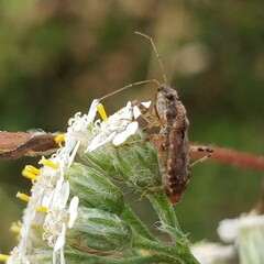 Himacerus mirmicoides