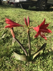 Hippeastrum