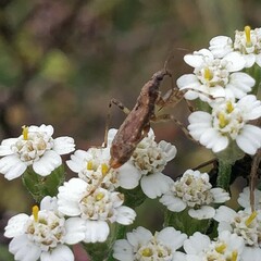 Himacerus mirmicoides