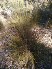 Festuca elegans