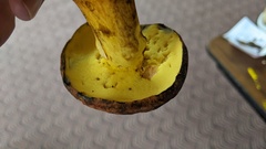 Lanmaoa pseudosensibilis