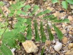 Mimoseae