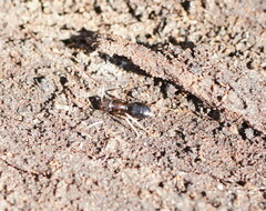 Nylanderia