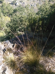 Festuca elegans