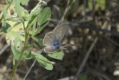 Leptotes pirithous