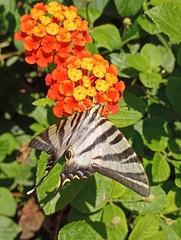 Iphiclides feisthamelii