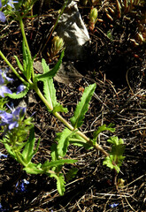 Veronica teucrium
