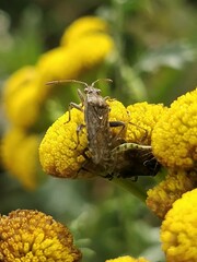 Stictopleurus punctatonervosus