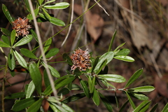 Pultenaea myrtoides