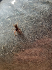 Trachelas tranquillus