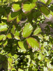 Fothergilla gardenii