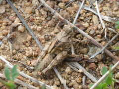 Acrotylus
