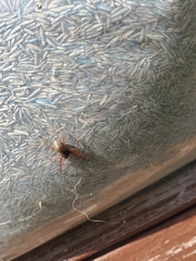 Trachelas tranquillus