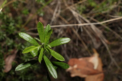 Pultenaea myrtoides