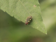 Acmaeodera disjuncta