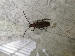 Aegolipton marginale