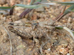 Acrotylus